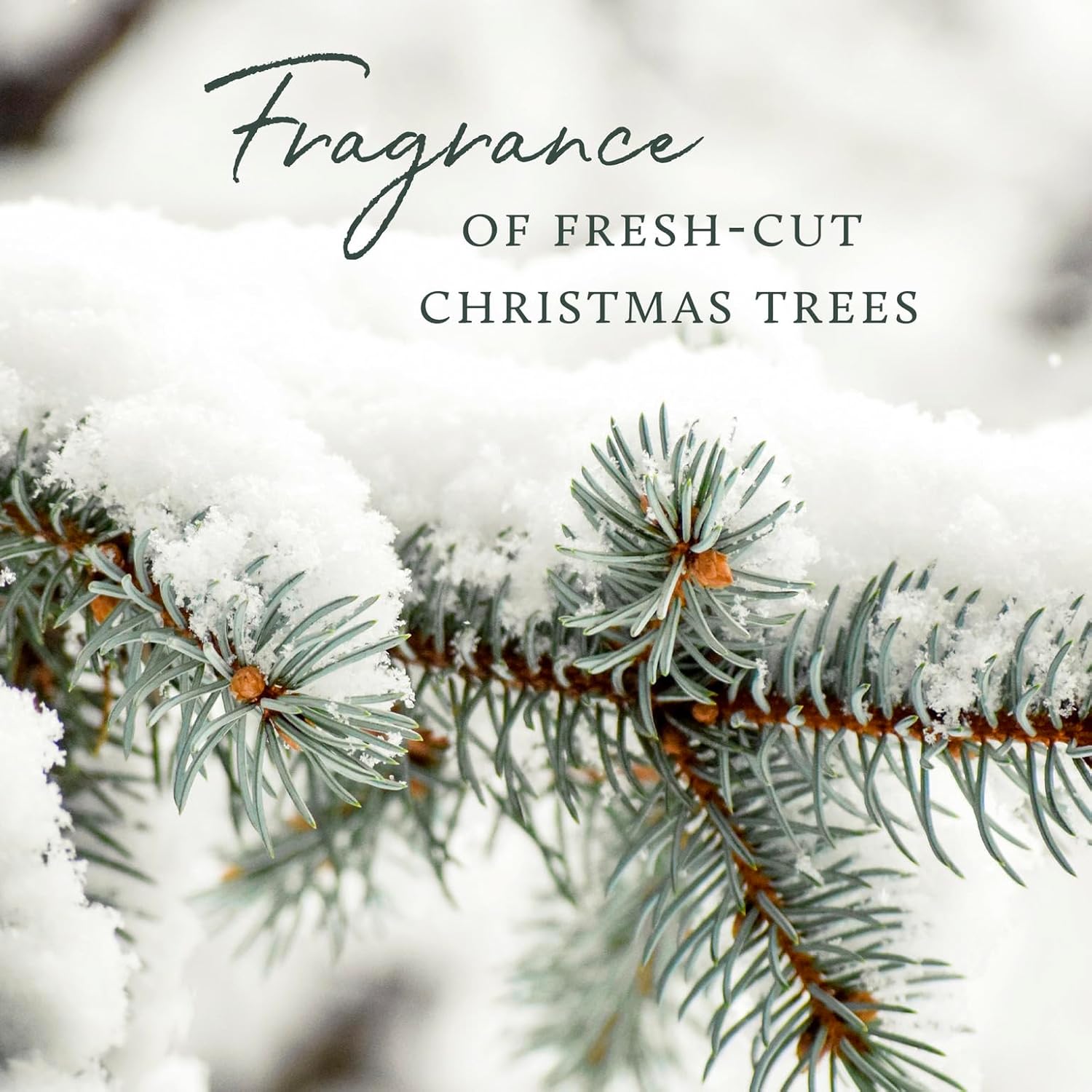 Thymes Soft Surface Scrub - Frasier Fir 115 Fl Oz